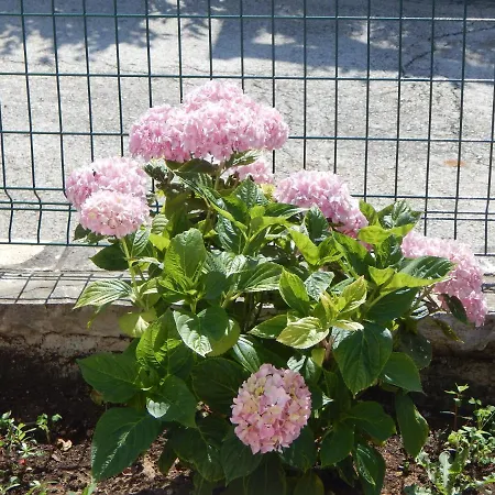 Appartamento Duje Petrcane