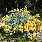 Duje דירה *