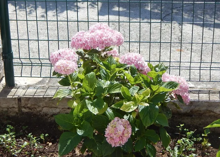 아파트 Duje 돈제페트레케인